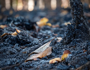 Obraz premium A close-up of ash and burnt leaves on the forest floor, a somber reminder of the recent fire's impact.