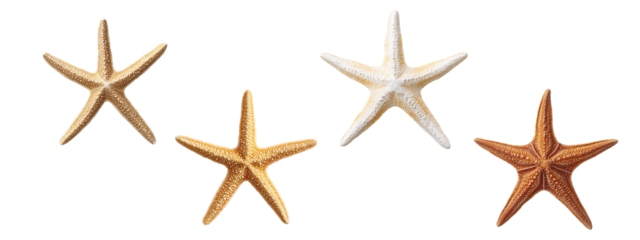 Four Starfish on a Transparent Background Displaying Different Colors and Textures for Beach and Ocean Themes