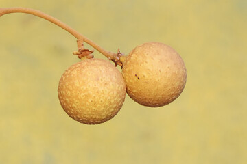 A number of longan fruit that is ripe and ready to be harvested. This plant has the scientific name Dimocarpus longan. 