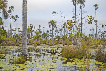 Fotografías de la flora y fauna de la reserva de Tambopata en Madre de Dios Perú