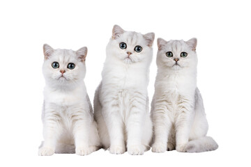 Row of 3 shaded British Shorthair cat kittens sitting together side by side. All looking towards...