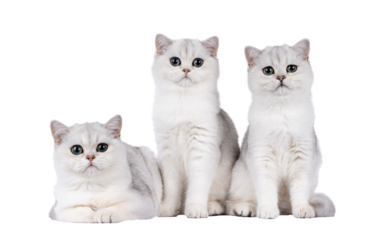 Row of 3 shaded British Shorthair cat kittens sitting and laying together side by side. All looking towards camera. Isolated cutout on a transparent background.