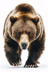 Fototapeta premium Angry brown bear walking, close-up, powerful stance, intense eyes, grizzly, nature, wildlife, animal, danger 4