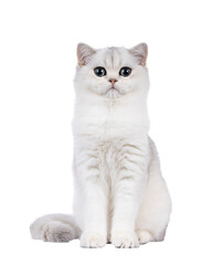 Obraz premium Shaded British Shorthair cat kitten, sitting up facing front. Looking towards camera. Isolated cutout on a transparent background.
