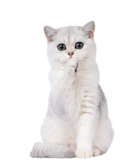 Shaded British Shorthair cat kitten, sitting up facing front with one paw in front of face. Looking towards camera. Isolated cutout on a transparent background.