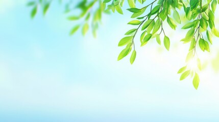 Obraz premium Delicate willow branches in fresh green, soft morning light, serene and minimalist Qingming Festival scene.
