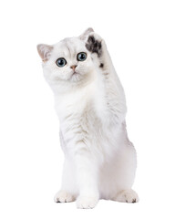 Shaded British Shorthair cat kitten, sitting up facing front with one paw waving high up in air. Looking towards camera. Isolated cutout on a transparent background.