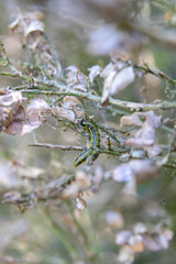a green caterpillar hangs on its web on a branch in the park
