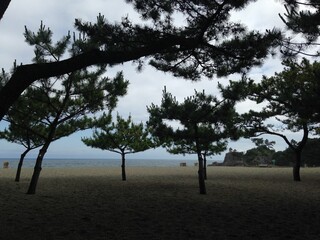Pine trees in the beach. 