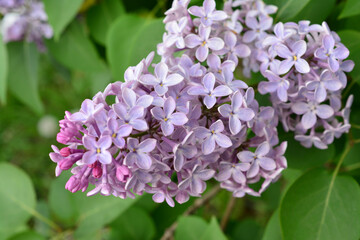 a close up of the syrigna plant with lots of purple flowers  