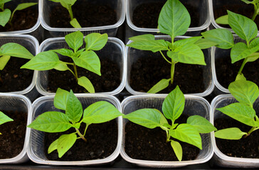 pepper seedling in the square containers isolated top view