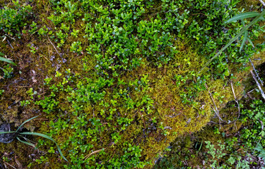 Obraz premium texture of fine grass in a field, top view 