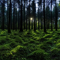 Obraz premium Sunlit Mossy Forest Floor Woodland Trees Nature Background