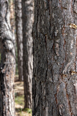 dark pine dry forest in northern Kazakhstan
