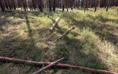 dense autumn forest with rays of sun
