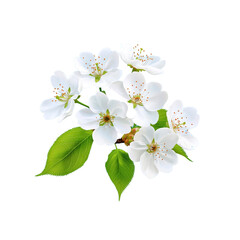 Fototapeta premium Delicate White Cherry Blossoms Spring Branch Isolated on Black