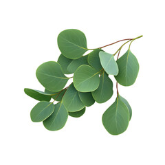 Obraz premium Lush Eucalyptus Branch with Vibrant Green Leaves Isolated on Transparent Background