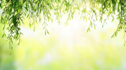 Fototapeta premium Delicate willow branches in fresh green, soft morning light, serene and minimalist Qingming Festival scene.