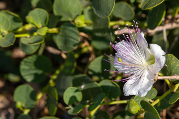 Caper bush in bloom