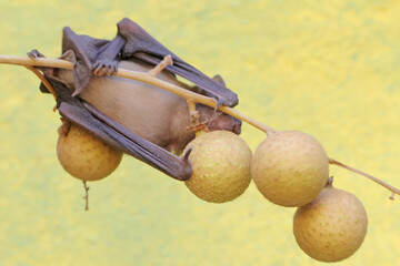A short-nosed fruit bat eating longan fruit. This flying mammal has the scientific name Cynopterus minutus.