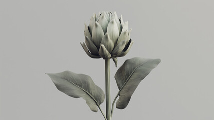 Raw, unpeeled artichoke, its leaves tightly closed, on a minimalist gray.