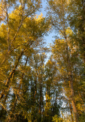 dense crowns of trees with yellow leaves
