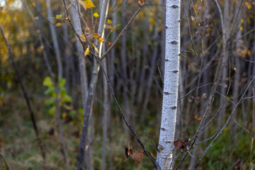 trunk of a young birch in a dense autumn forest
