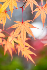 美しい紅葉の公園の風景　滋賀県大津市皇子が丘公園