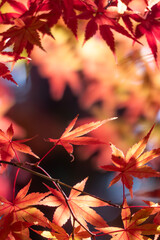 美しい紅葉の公園の風景　滋賀県大津市皇子が丘公園