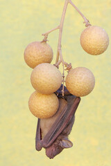 A short-nosed fruit bat eating longan fruit. This flying mammal has the scientific name Cynopterus minutus.