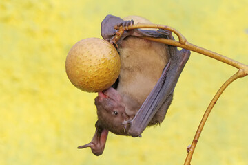 A short-nosed fruit bat eating longan fruit. This flying mammal has the scientific name Cynopterus minutus.