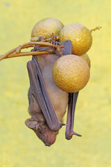 A short-nosed fruit bat eating longan fruit. This flying mammal has the scientific name Cynopterus minutus.