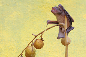 A short-nosed fruit bat eating longan fruit. This flying mammal has the scientific name Cynopterus minutus.