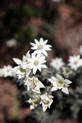 Macro image of sunlit Flannel flowers in spring, New South Wales Australia
