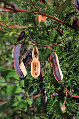 Wattle seed pods, New South Wales Australia
