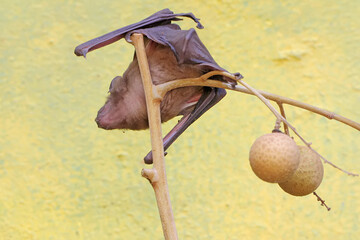 A short-nosed fruit bat eating longan fruit. This flying mammal has the scientific name Cynopterus minutus.