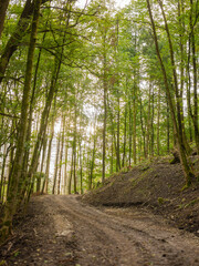 Obraz premium Waldweg mit Spurrillen im Morgenlicht