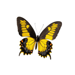 Fototapeta premium Vibrant Yellow and Black Butterfly Isolated on Transparent Background