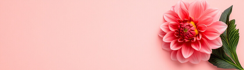 Obraz premium Beautiful pink flower on a soft pink background, perfect for nature-themed designs.