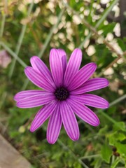 Obraz premium flores