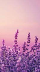 Fototapeta premium Vibrant lavender field blooming under a soft pink sky at sunset reveals nature's beauty in full bloom