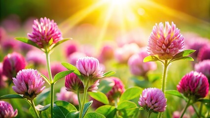 Fototapeta premium Stunning Clover Blooms: Close-Up Macro Photography of Red & White Clover Flowers