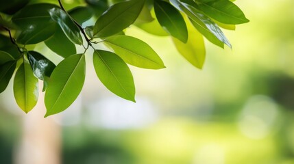 Lush green leaves catch the sunlight in a serene natural setting