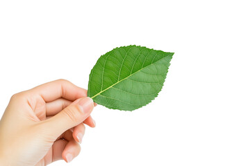 a Hand holding a green leaf isolated on a transparent background