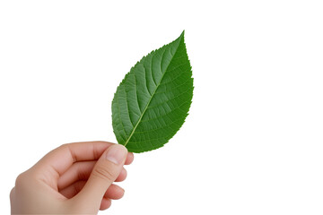 a Hand holding a green leaf isolated on a transparent background
