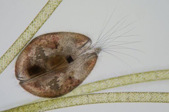 ein muschelkrebs zwischen algen unter dem mikroskop, ostracoda