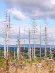 Trockene Fichten im Eggegebirge – Zeichen des Waldsterbens