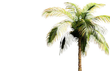 Obraz premium a coconut tree isolated on a transparent background