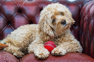 Cavapoo dog doing a head tilt whilst laying on a red sofa and holding a red ball. 