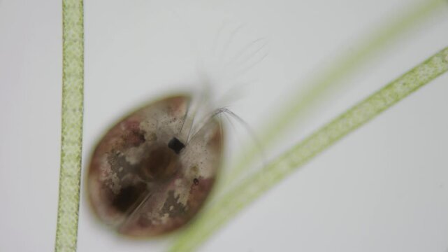 ein muschelkrebs vor wei&szlig;em hintergrund zwischen algen unter dem mikroskop, ostracoda